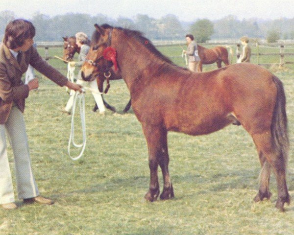 horse Kilbees Tom Tiddler (Dartmoor Pony, 1973, from Dunnabridge Bonny Boy)