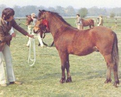 Pferd Kilbees Tom Tiddler (Dartmoor-Pony, 1973, von Dunnabridge Bonny Boy)