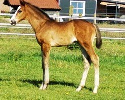 foal by Stute von Emiliano / Lumos (Westphalian, 2024, from Emiliano)