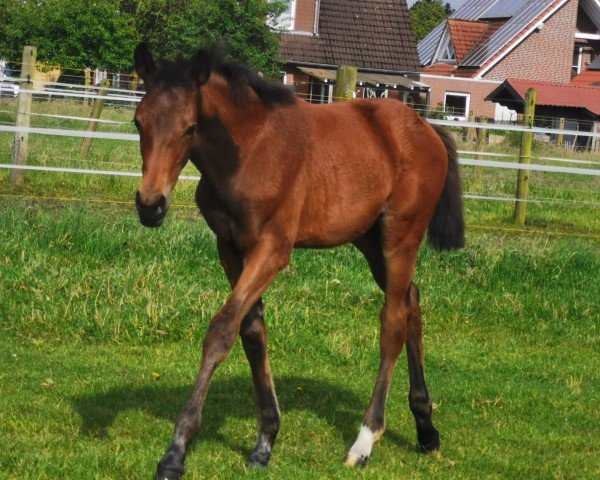 foal by Stute von Be my Dancer / Prinz Pablo (Westphalian, 2024, from Be my Dancer)