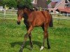 Fohlen von Stute von Be my Dancer / Prinz Pablo (Westfale, 2024, von Be my Dancer)