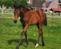 foal Stute von Be my Dancer / Prinz Pablo (Westfale, 2024, from Be my Dancer)