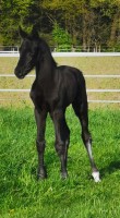 foal Stute von Taurus / Fidertanz (Westfale, 2024, from Taurus)