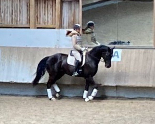 dressage horse Fürst Faunus (Hanoverian, 2015, from Fantastic)