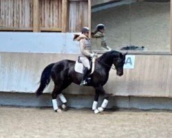 dressage horse Fürst Faunus (Hanoverian, 2015, from Fantastic)