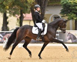 dressage horse Well Done EH (Austrian Warmblood, 2017, from Franz Ferdinand)