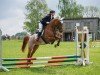 jumper Waberlohe 4 (German Sport Horse, 2011, from Catch Your Dreams)