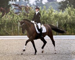 dressage horse Ebensburg Odin (German Riding Pony, 2011, from High Flow's Oxford)