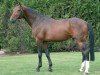 stallion Cardoso S (Westphalian, 2003, from Collin L)