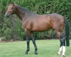 stallion Cardoso S (Westphalian, 2003, from Collin L)