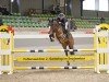 Springpferd Monte Viedeo (Deutsches Reitpony, 2017, von Monty Mc Fly)