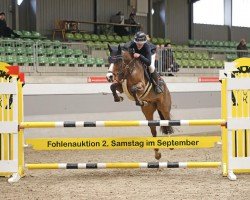 jumper Monte Viedeo (German Riding Pony, 2017, from Monty Mc Fly)