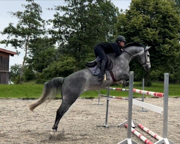 Springpferd Cordelia 16 (Deutsches Sportpferd, 2018, von Caroly)