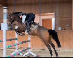 jumper Urmel 160 (German Sport Horse, 2019, from Unlimited)