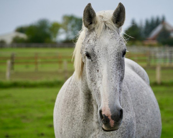 broodmare Casiana H (Holsteiner, 2008, from Cassiano)