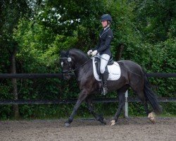 dressage horse Terra Amara (Welsh-Cob (Sek. D), 2019, from Friedrichshof Hot Twix)