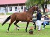 broodmare Di Passione (German Sport Horse, 2020, from Destacado FRH)