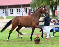 dressage horse Di Passione (Deutsches Sportpferd, 2020, from Destacado FRH)