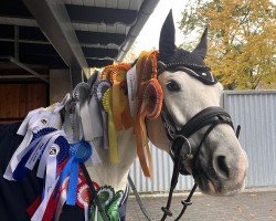 dressage horse Shakira 549 (Arabian, 2016)