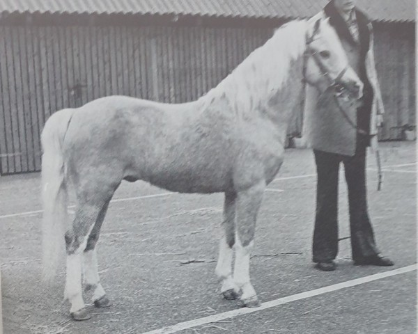 stallion May Blossom (Welsh-Pony (Section B), 1965, from Combi Edel Boy)