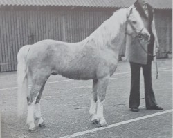 Deckhengst May Blossom (Welsh Pony (Sek.B), 1965, von Combi Edel Boy)