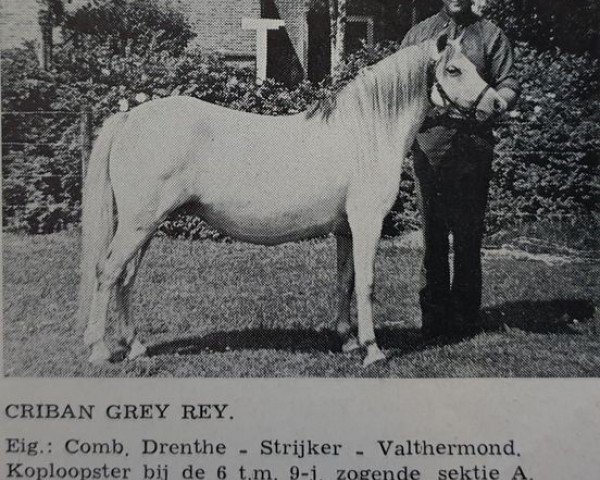 Zuchtstute Criban Grey Ray (Welsh Mountain Pony (Sek.A), 1963, von Pendock Peter)