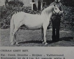 broodmare Criban Grey Ray (Welsh mountain pony (SEK.A), 1963, from Pendock Peter)