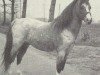 stallion Wechelerkamp Baronet (Welsh mountain pony (SEK.A), 1966, from Ready Token Troubadour)