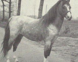 stallion Wechelerkamp Baronet (Welsh mountain pony (SEK.A), 1966, from Ready Token Troubadour)