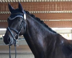 dressage horse For My Mum (Westphalian, 2017, from Franziskus FRH)