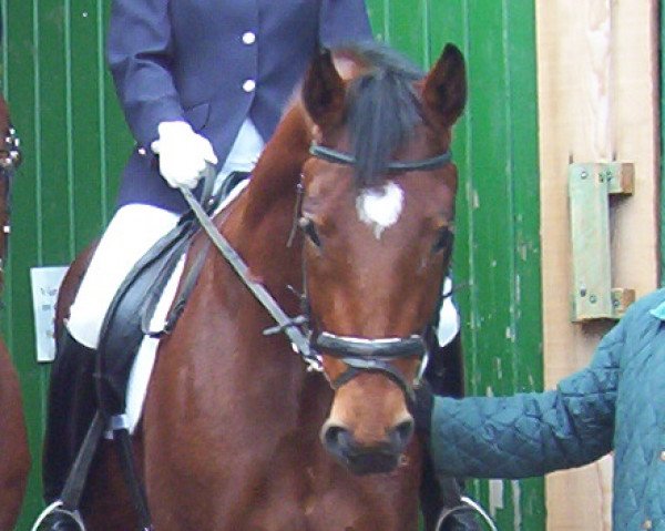 Zuchtstute Leonie (Hessisches Warmblut, 1999, von Latouro)