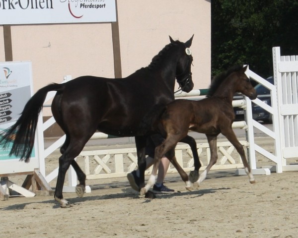 foal by Elsbeth (Westphalian, 2024, from Escanto PS OLD)
