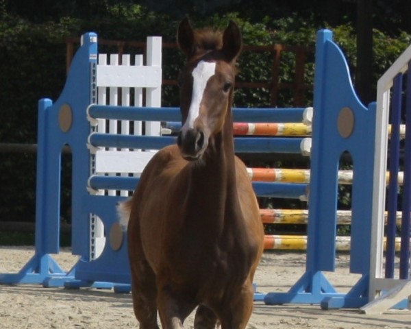 foal by Stute von Sir Heinrich / Laureus (Westphalian, 2024, from Sir Heinrich OLD)