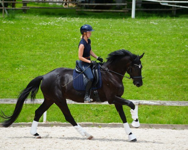 broodmare Freyja Escada S (Oldenburg, 2020, from Escamillo)