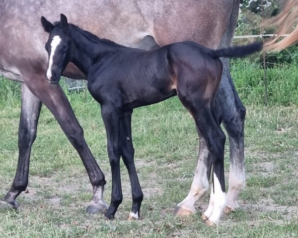 Fohlen von View from Heaven L (Österreichisches Warmblut, 2024, von Vigaro)