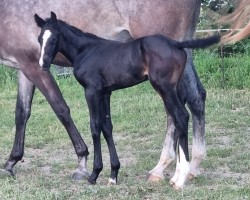 foal by View from Heaven L (Austrian Warmblood, 2024, from Vigaro)