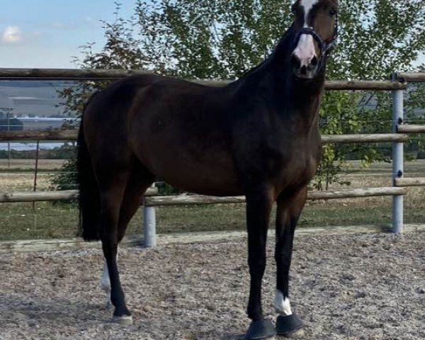 Springpferd Costa Gold S (Zangersheide Reitpferd, 2018, von Cicero Z van Paemel)