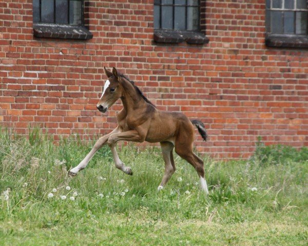 foal by Great Scarlett VM (Oldenburg show jumper, 2024, from Quando 73)