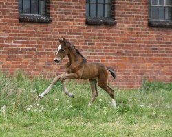 foal Great Scarlett VM (Oldenburger Springpferd, 2024, from Quando 73)