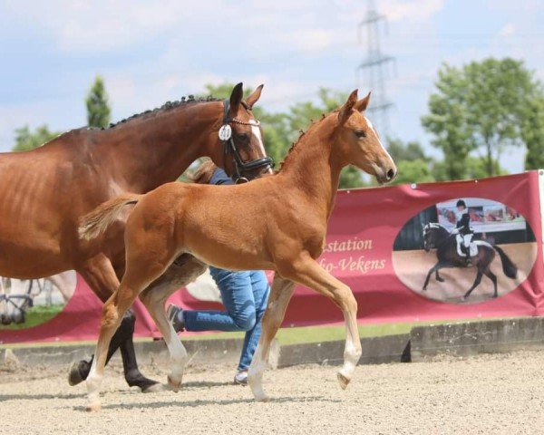 foal by Dejand (Westphalian, 2024, from Diathago)