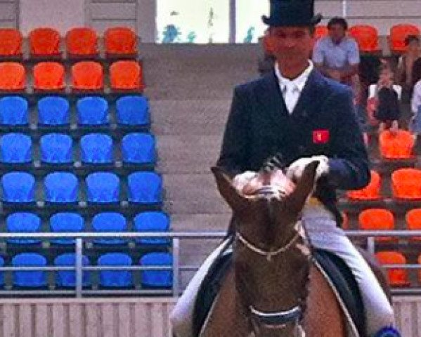 dressage horse Nick (KWPN (Royal Dutch Sporthorse), 1995, from Acrobaat)