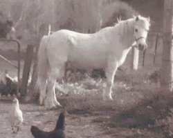 Pferd Cui Margaret (Welsh Mountain Pony (Sek.A), 1950, von Revel Revolt)