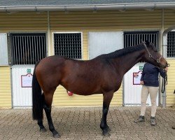 Zuchtstute Trust Your Heart (Englisches Vollblut,  , von Canford Cliffs xx)