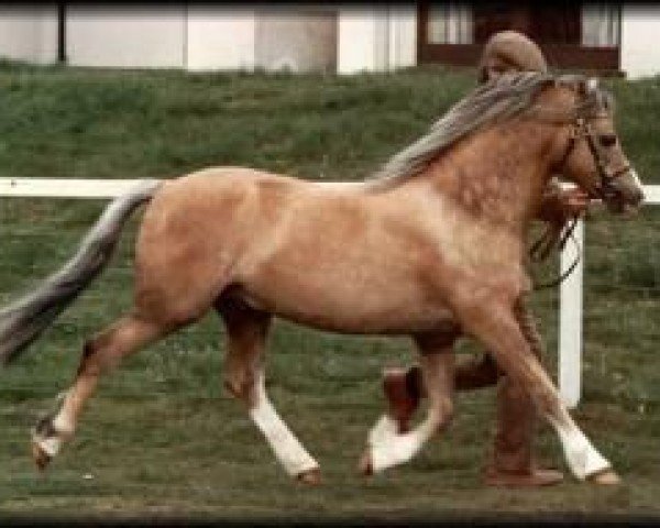 stallion Cantref Glory (Welsh mountain pony (SEK.A), 1977, from Cui Mi Lord)