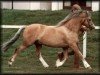 Deckhengst Cantref Glory (Welsh Mountain Pony (Sek.A), 1977, von Cui Mi Lord)