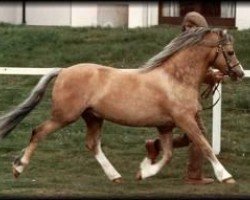 stallion Cantref Glory (Welsh mountain pony (SEK.A), 1977, from Cui Mi Lord)