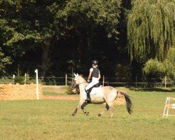 dressage horse Nacios NK (Konik, 2016, from Nagaj P)