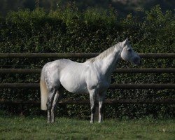 stallion Literato xx (Thoroughbred, 2004, from Kendor xx)