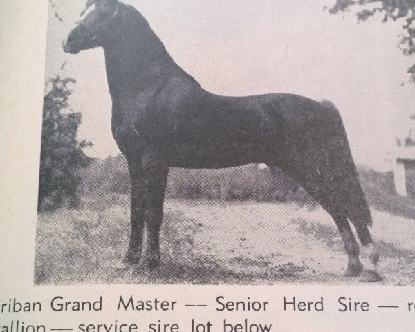 stallion Criban Grand Master (Welsh mountain pony (SEK.A), 1934, from Criban Shot Again)