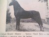 stallion Criban Grand Master (Welsh mountain pony (SEK.A), 1934, from Criban Shot Again)